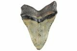 Huge, Fossil Megalodon Tooth - North Carolina #261129-1